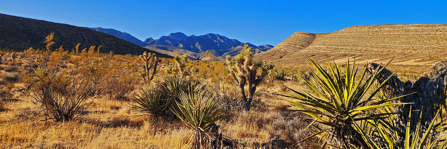 harris-springs-canyon-ridgeline-nevada-02-10-2025-011 Opposite Direction View Up Same Wash Toward La Madre Mt. High Points. | Harris Springs Canyon Ridgeline | La Madre Mountains Wilderness, Nevada