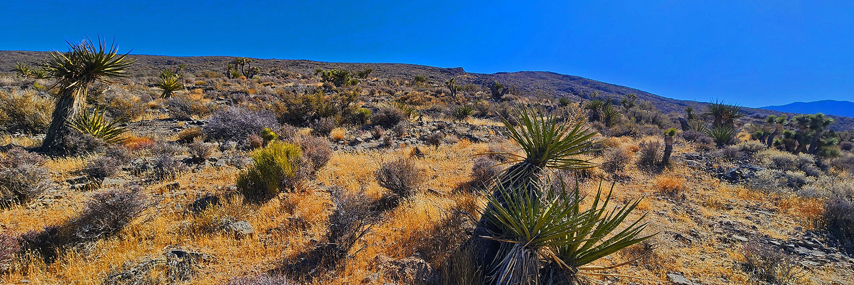 harris-springs-canyon-ridgeline-nevada-02-10-2025-013 Continue Up Nice Gradual Ridgeline Approach Slope Maintaining SW Direction. | Harris Springs Canyon Ridgeline | La Madre Mountains Wilderness, Nevada