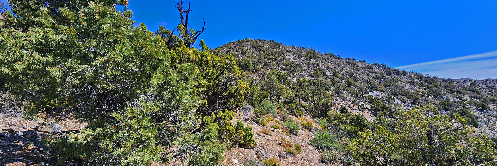 indecision-peak-summit-nevada-05-19-2025-008 As Wash Narrows, Becomes Complicated, Ascend Ridgeline to the Left | Indecision Peak Summit | Rainbow Mountain Wilderness, Nevada