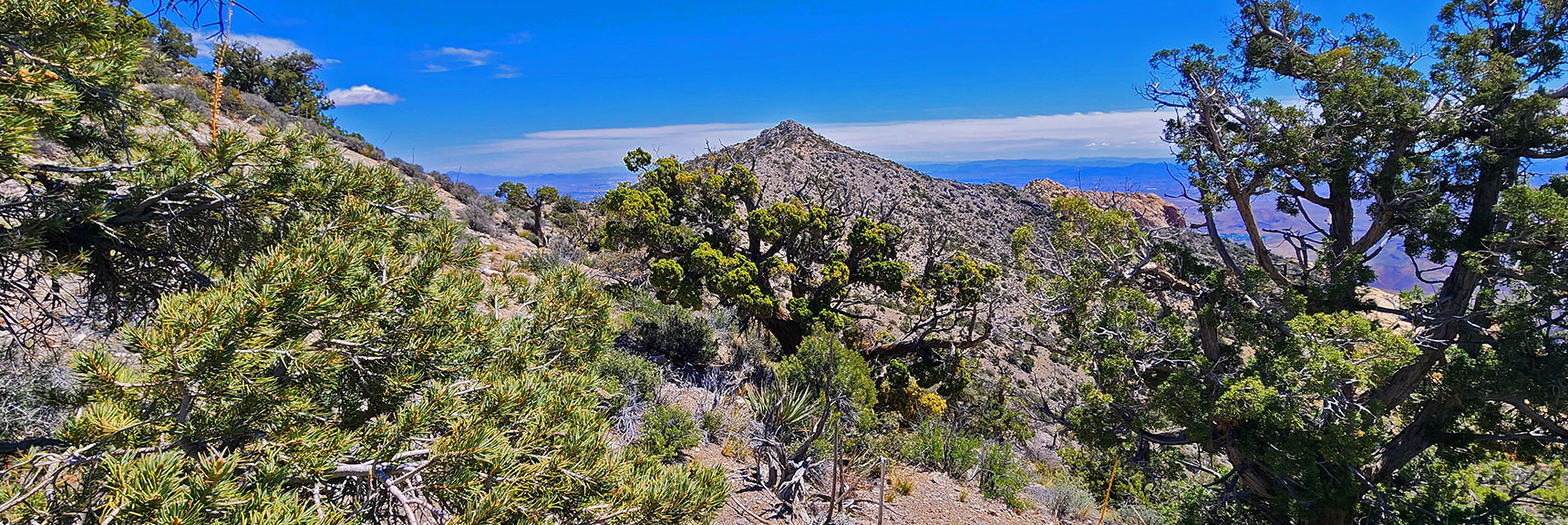 indecision-peak-summit-nevada-05-19-2025-009 Ascend Toward Highest Point (Major Decision Peak); Circle to Right, Descend Ridge | Indecision Peak Summit | Rainbow Mountain Wilderness, Nevada