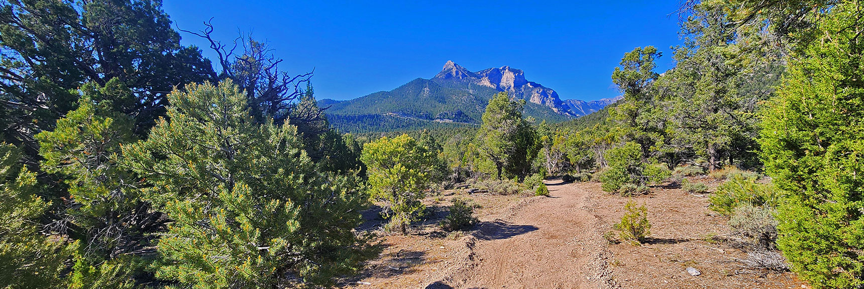 sawmill-loop-trail-nevada-001 The Sawmill Trail is the Hub for All Trails in the Sawmill Area | Sawmill Loop Trail | Sawmill Trailhead | Lee Canyon, Nevada