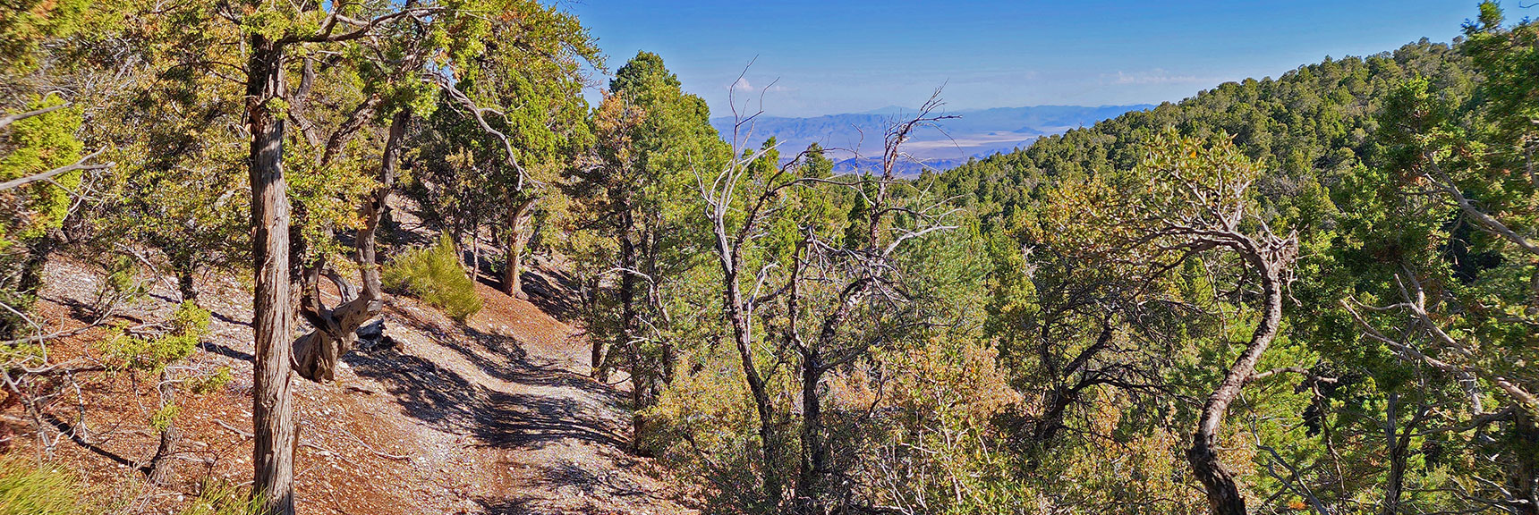 mud-springs-clockwise-nevada-006 Left on Mud Springs Loop. Distant Hwy 95 Corridor and Sheep Range | Mud Springs Loop Clockwise | Sawmill Trailhead | Lee Canyon, Nevada
