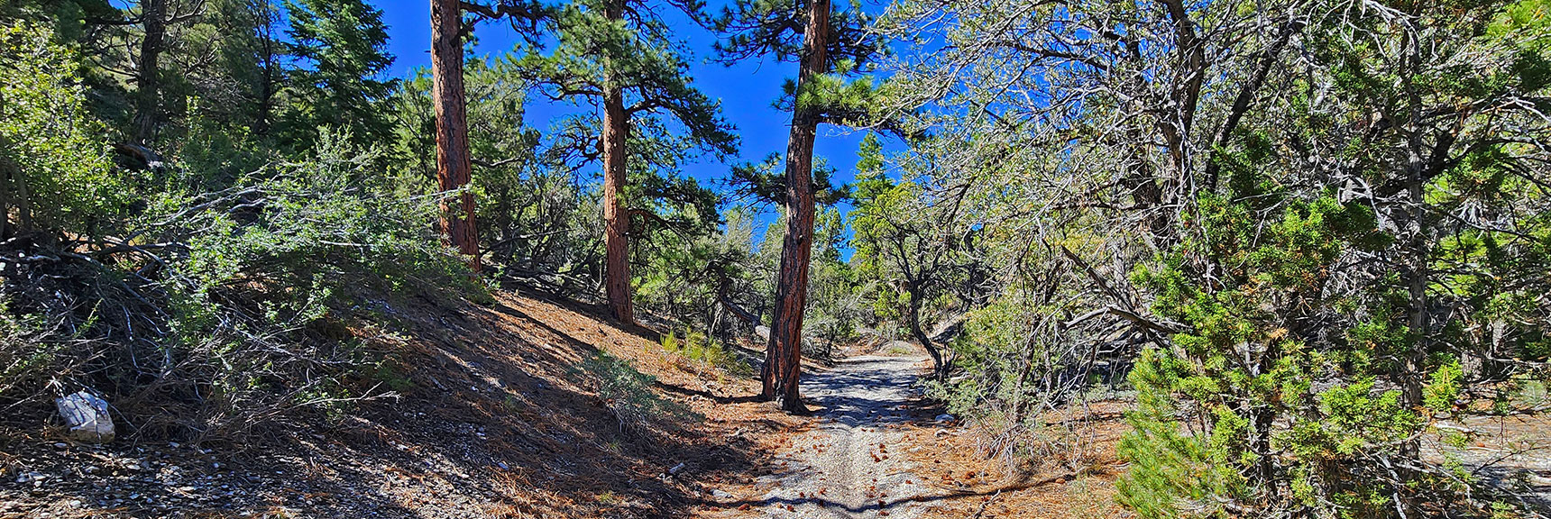 mud-springs-clockwise-nevada-011 But First, Ascend a Long, Gradual Gully. Majestic Ponderosa Pines Appear. | Mud Springs Loop Clockwise | Sawmill Trailhead | Lee Canyon, Nevada