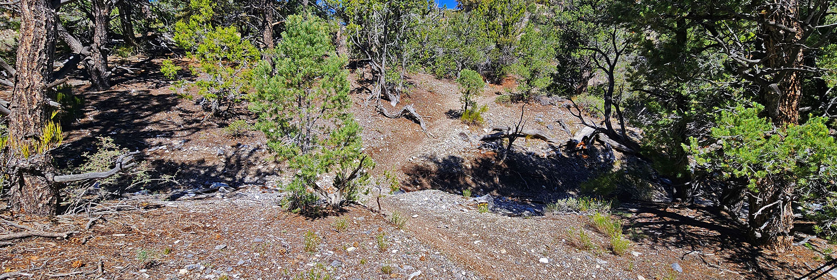 mud-springs-clockwise-nevada-012 Don't Miss This Point Where Trail Exits Right Side of Gully to Continue | Mud Springs Loop Clockwise | Sawmill Trailhead | Lee Canyon, Nevada