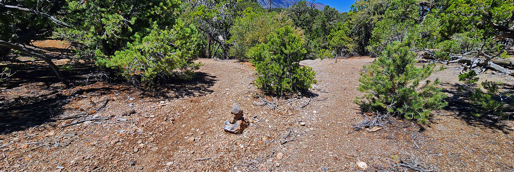 mud-springs-clockwise-nevada-015 Keep Left Here for Wide Loop. Right Split Goes to Cut-Off Trail & Mud Springs Spur Rd. | Mud Springs Loop Clockwise | Sawmill Trailhead | Lee Canyon, Nevada