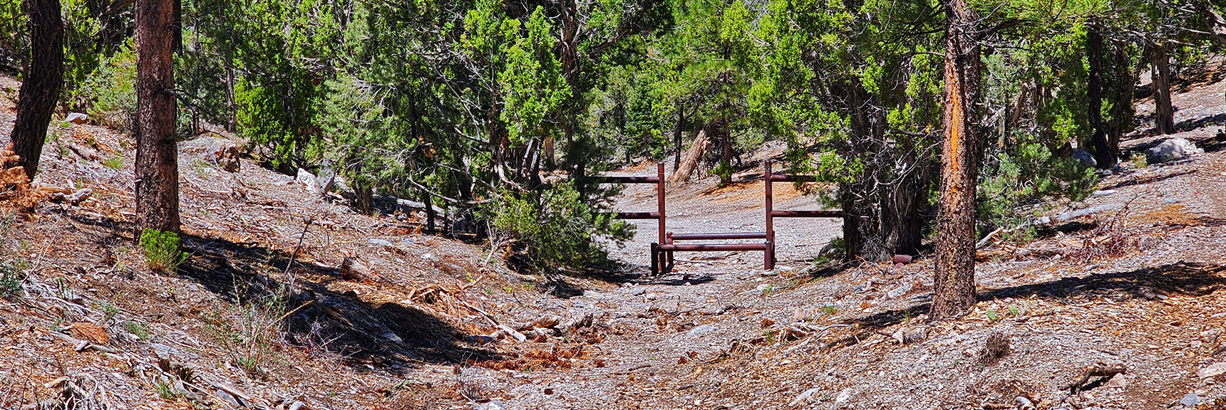 mud-springs-clockwise-nevada-025 Trail Further Descends to Connect with Mud Springs Road. | Mud Springs Loop Clockwise | Sawmill Trailhead | Lee Canyon, Nevada