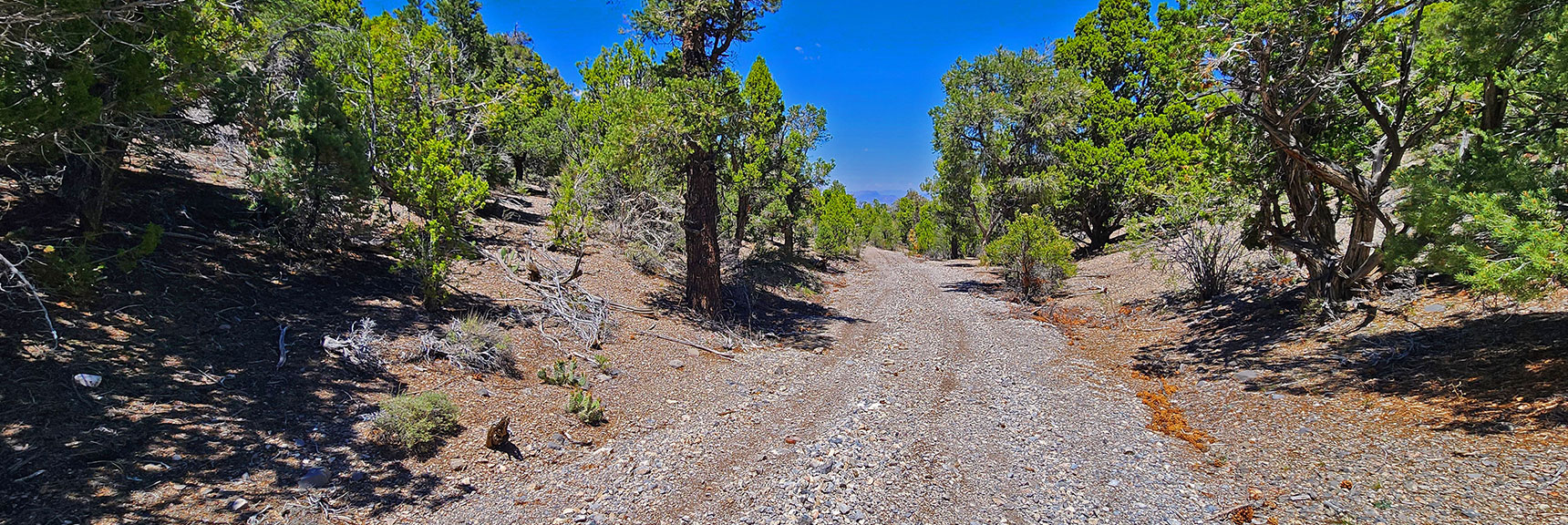 mud-springs-clockwise-nevada-027 Trail Descends Mud Springs Road to Intersection with Mud Springs Spur Rd | Mud Springs Loop Clockwise | Sawmill Trailhead | Lee Canyon, Nevada