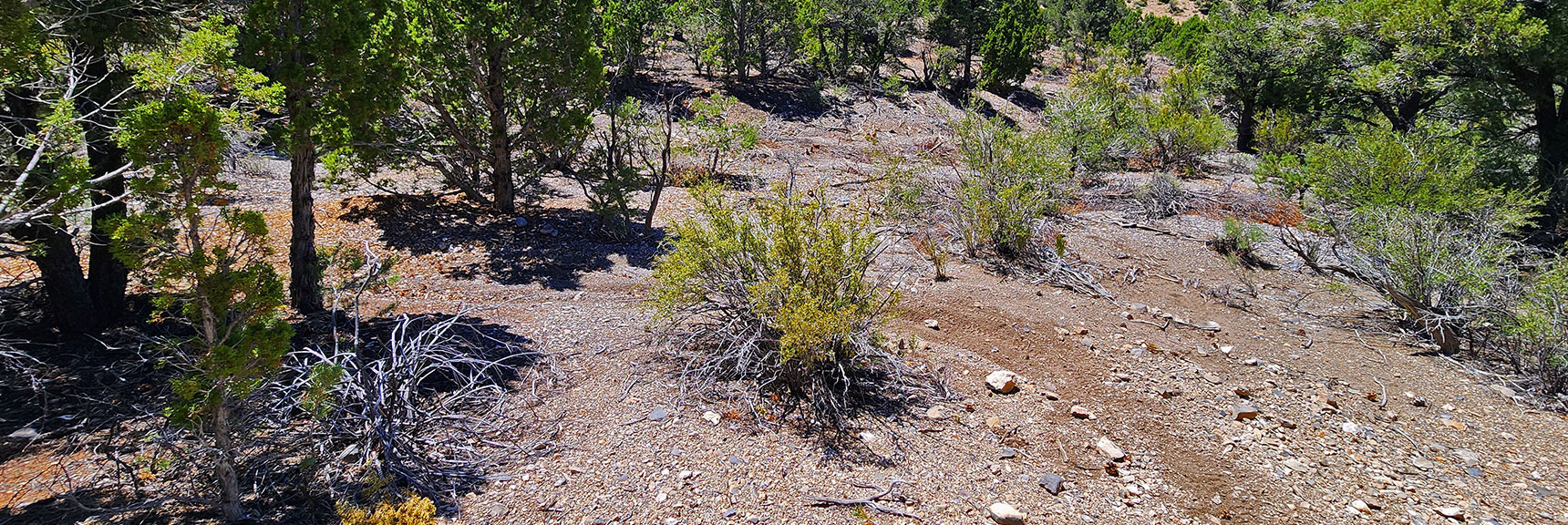 mud-springs-clockwise-nevada-030 Continuing Trail is at First a Bit Complicated to Follow | Mud Springs Loop Clockwise | Sawmill Trailhead | Lee Canyon, Nevada