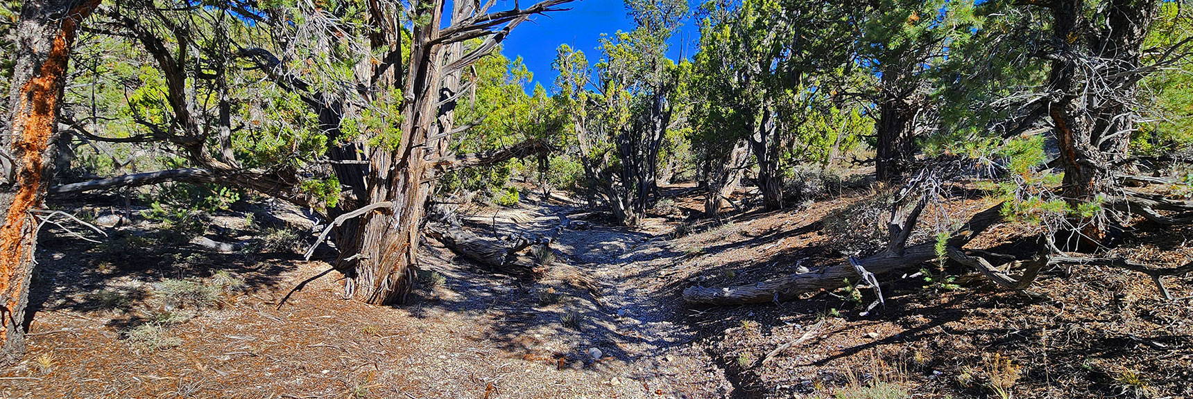 mud-springs-clockwise-nevada-039 Final Long Gully Toward the Initial Ridge Overlook Sawmill Trailhead | Mud Springs Loop Clockwise | Sawmill Trailhead | Lee Canyon, Nevada