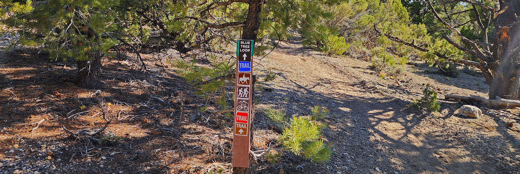 sawmill-loop-trail-nevada-009 Multiple Signs at This Intersection. This: Blue Tree & Pinyon Pine Loops Access. | Sawmill Loop Trail | Sawmill Trailhead | Lee Canyon, Nevada