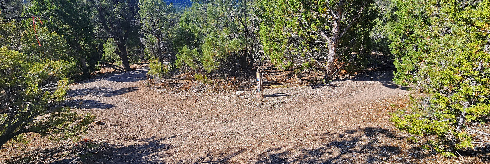 sawmill-loop-trail-nevada-010 Same Intersection, Opposite Direction Marks Blue Tree & Sawmill Loops | Sawmill Loop Trail | Sawmill Trailhead | Lee Canyon, Nevada