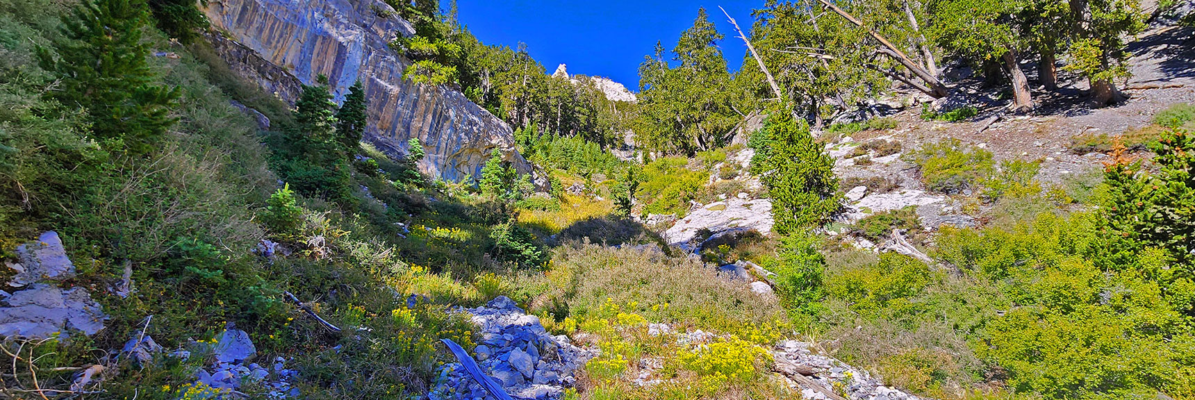 deer-creek-north-fork-canyon-08-18-2025-021 Use the Wash Bypass Routes to the Left for Easier Navigation | Deer Creek North Fork Canyon | Mt Charleston Wilderness, Nevada