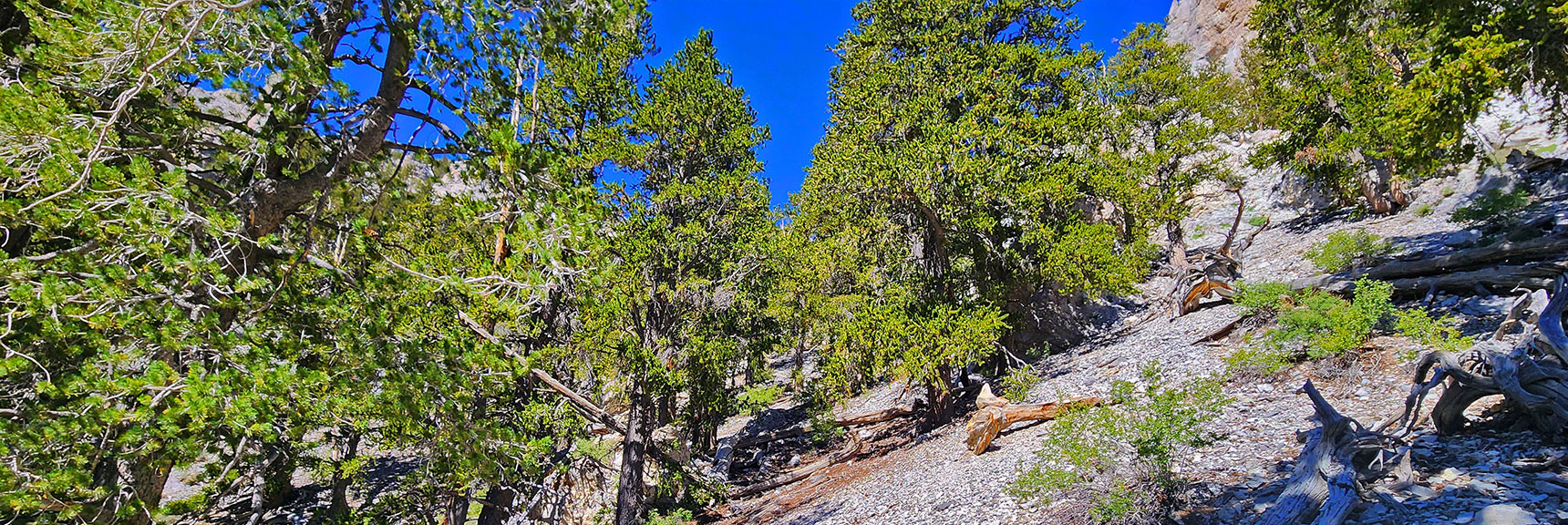 deer-creek-north-fork-canyon-08-18-2025-023 Begin Angling Up Slope to the Right | Deer Creek North Fork Canyon | Mt Charleston Wilderness, Nevada