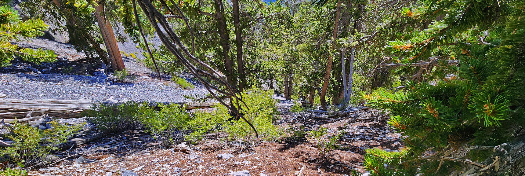 deer-creek-north-fork-canyon-08-18-2025-025 View Back Down...the Slope Gets Even Steeper Above! | Deer Creek North Fork Canyon | Mt Charleston Wilderness, Nevada