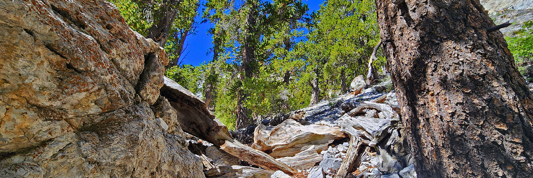 deer-creek-north-fork-canyon-08-18-2025-026 Passing Above a Second Rocky Ridge and Continuing Up the Slope | Deer Creek North Fork Canyon | Mt Charleston Wilderness, Nevada