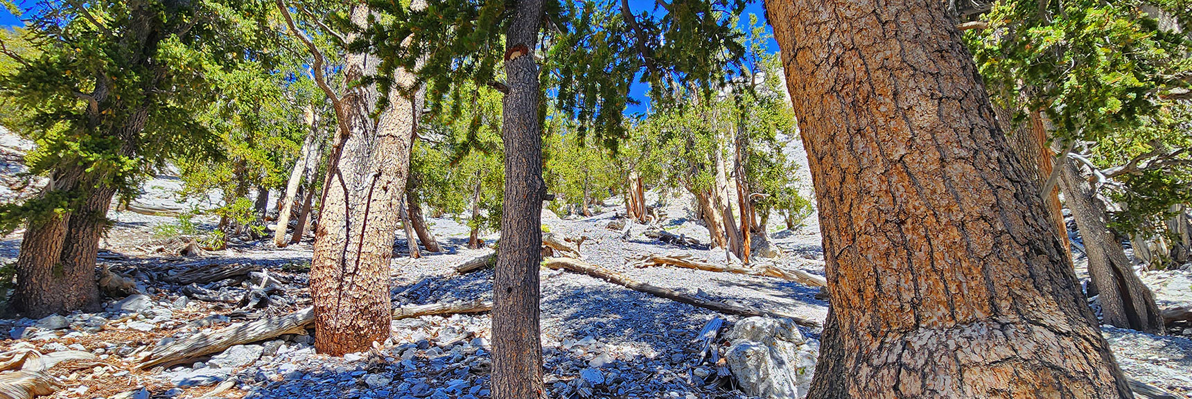 deer-creek-north-fork-canyon-08-18-2025-028 The Wash May Have Been Easier. But Continued Up the Slope This Time. | Deer Creek North Fork Canyon | Mt Charleston Wilderness, Nevada