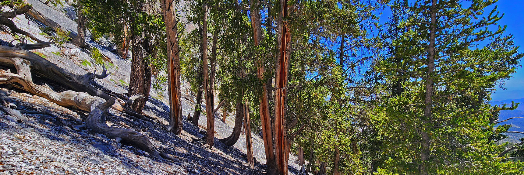 deer-creek-north-fork-canyon-08-18-2025-030 View Back Across Slope During Ascent. Getting Steeper Near Cliff Base! | Deer Creek North Fork Canyon | Mt Charleston Wilderness, Nevada