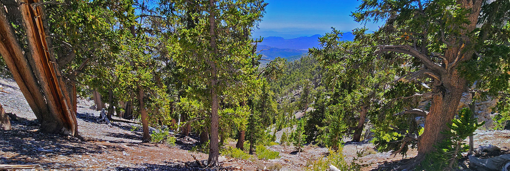 deer-creek-north-fork-canyon-08-18-2025-031 View Down Slope Toward Canyon Wash Now Far Below. | Deer Creek North Fork Canyon | Mt Charleston Wilderness, Nevada
