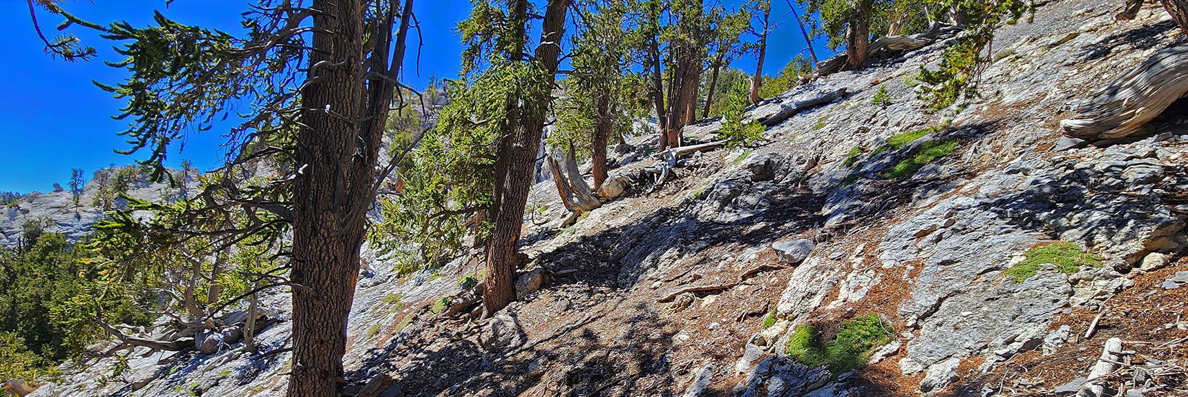 deer-creek-north-fork-canyon-08-18-2025-032 Continue Up Steepest Stretch Toward Cliff Base Above | Deer Creek North Fork Canyon | Mt Charleston Wilderness, Nevada