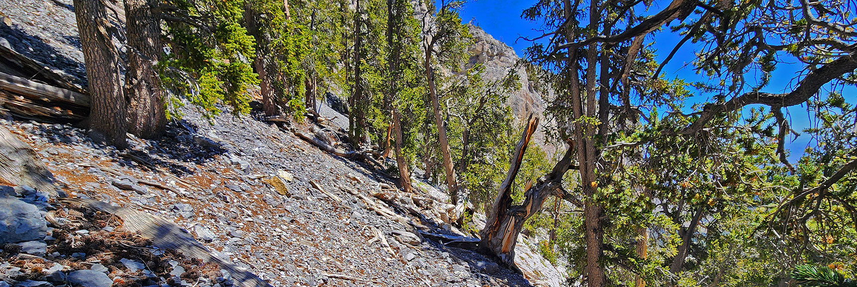 deer-creek-north-fork-canyon-08-18-2025-033 View Back Across the Now 60-Degree Slope Approaching Cliff Base | Deer Creek North Fork Canyon | Mt Charleston Wilderness, Nevada