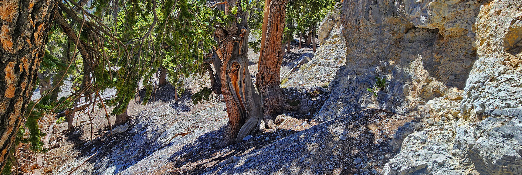 deer-creek-north-fork-canyon-08-18-2025-037 Soon a Real Pathway Will Appear As You Angle Left Along Saddle Base. | Deer Creek North Fork Canyon | Mt Charleston Wilderness, Nevada