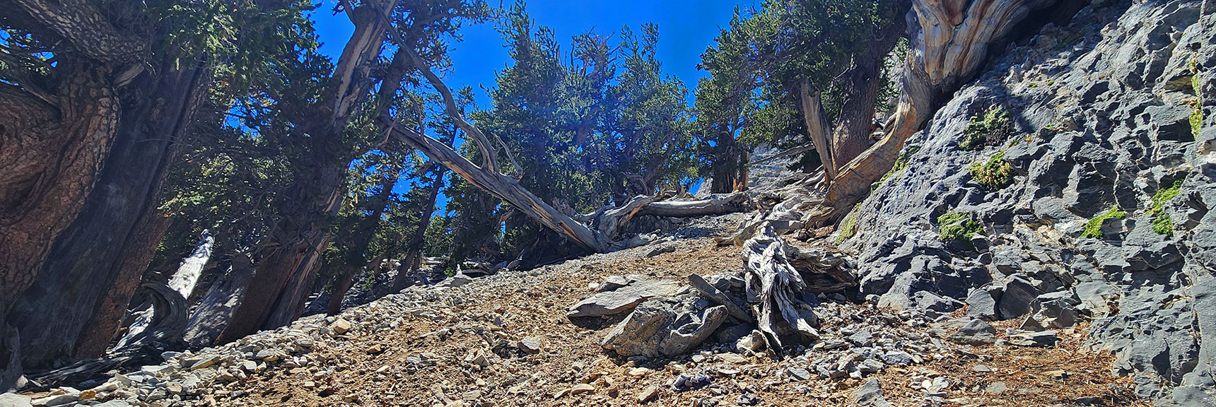 deer-creek-north-fork-canyon-08-18-2025-038 Mummy's Forehead Less Than 150 ft Above. Watch for Routes Up to Right | Deer Creek North Fork Canyon | Mt Charleston Wilderness, Nevada