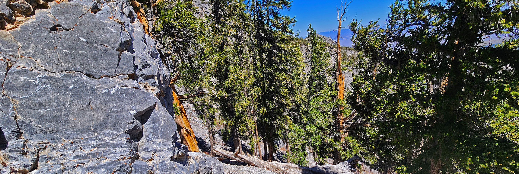 deer-creek-north-fork-canyon-08-18-2025-039 View Back Along Base of Upper Saddle Limestone Ridge | Deer Creek North Fork Canyon | Mt Charleston Wilderness, Nevada