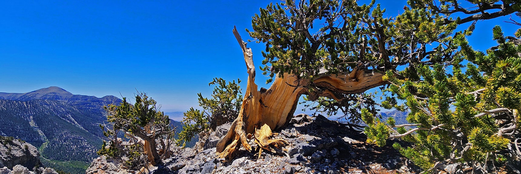 deer-creek-north-fork-canyon-08-18-2025-042 Bristlecones Take on Impossibly Intricate Sculpted Forms | Deer Creek North Fork Canyon | Mt Charleston Wilderness, Nevada