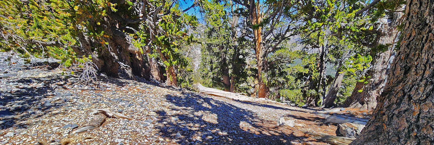 deer-creek-north-fork-canyon-08-18-2025-043 Now Angling Downward from Mid Saddle Toward Canyon Wash Below. | Deer Creek North Fork Canyon | Mt Charleston Wilderness, Nevada
