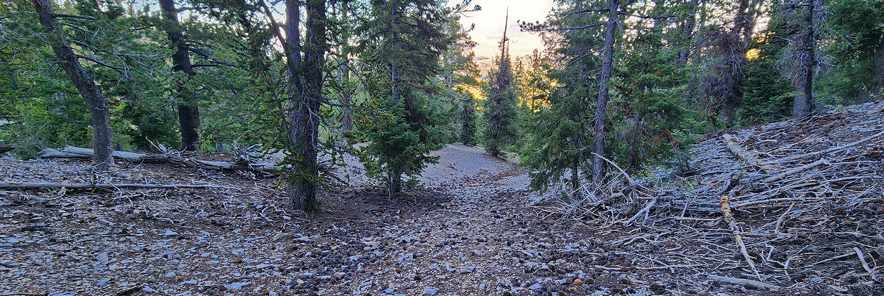 deer-creek-north-fork-canyon-08-18-2025-048 Turn Right Down 092A to Return to Catch Pen Trailhead on Deer Creek Rd. | Deer Creek North Fork Canyon | Mt Charleston Wilderness, Nevada