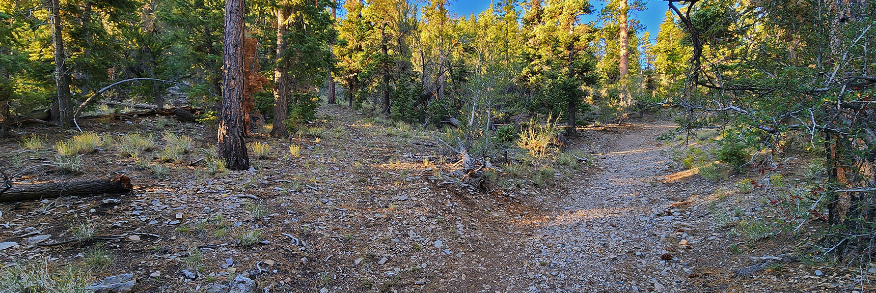 mummys-forhead-summit-nevada-08-11-2025-003 Take Left Split (Rd 092a). Right (092) is Route to Summit Mummy's Nose. | Mummy’s Forehead Summit | Mt Charleston Wilderness, Nevada