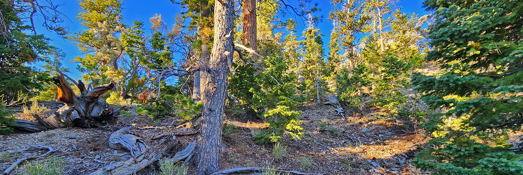 mummys-forhead-summit-nevada-08-11-2025-006 Angle to Right at Gully Summit for Ridgeline Route. | Mummy’s Forehead Summit | Mt Charleston Wilderness, Nevada