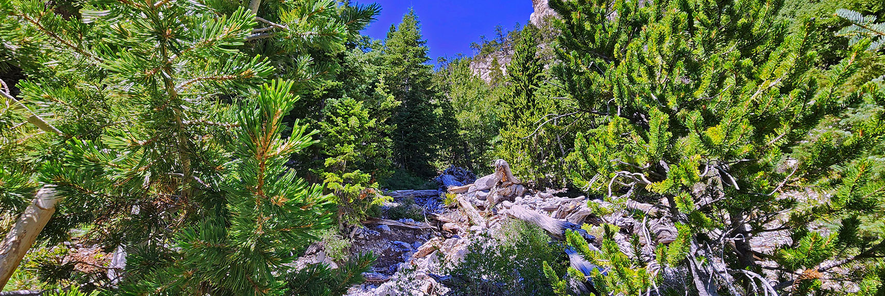 mummys-forhead-summit-nevada-08-11-2025-019 Gully Obstacles Are Reason for Earlier Upper Cliff Base Approach. | Mummy’s Forehead Summit | Mt Charleston Wilderness, Nevada