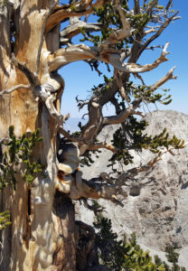 Bristlecone Pine From Mummy Mountain Summit, Nevada