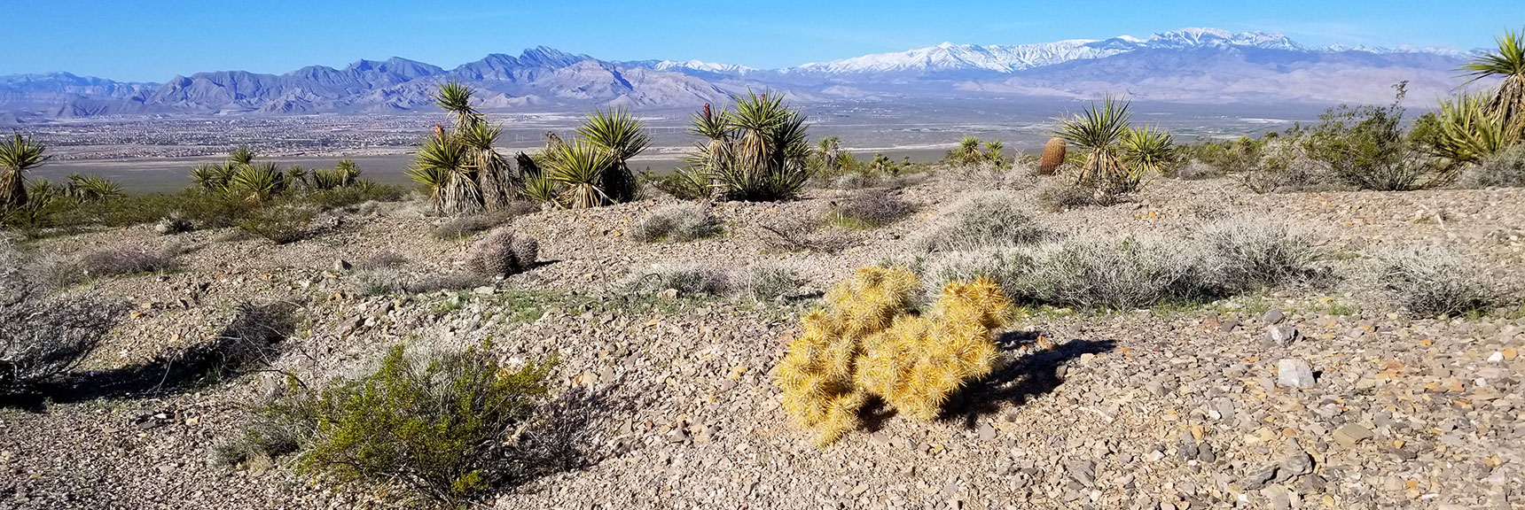 Assortment of Desert Plants South of Gass Peak, Nevada