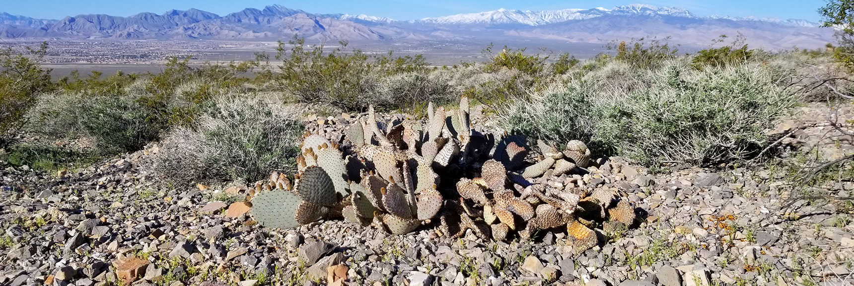 Beavertail Cactus Budding South of Gass Peak, Nevada