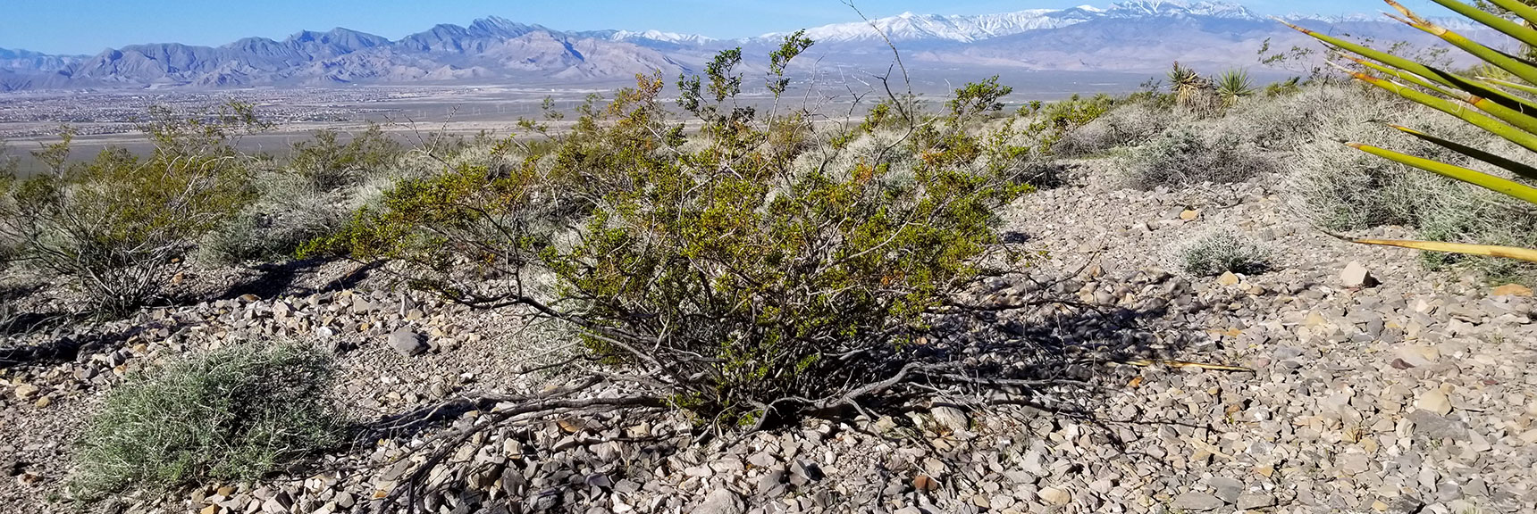 Creosote Bush South of Gass Peak, Nevada