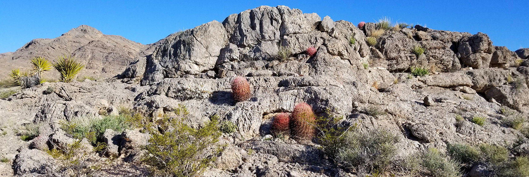 Cactus Rock Garden South of Gass Peak, Nevada
