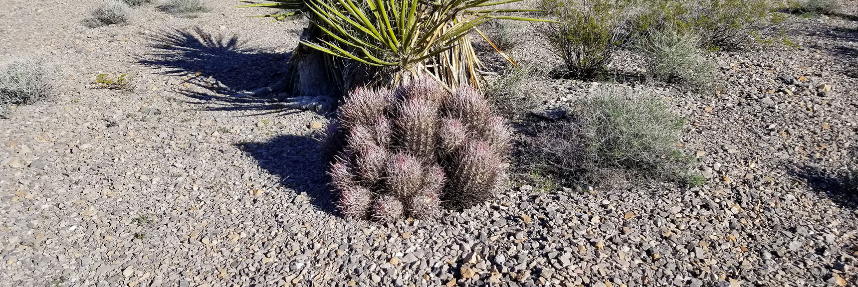 Cactus South of Gass Peak, Nevada