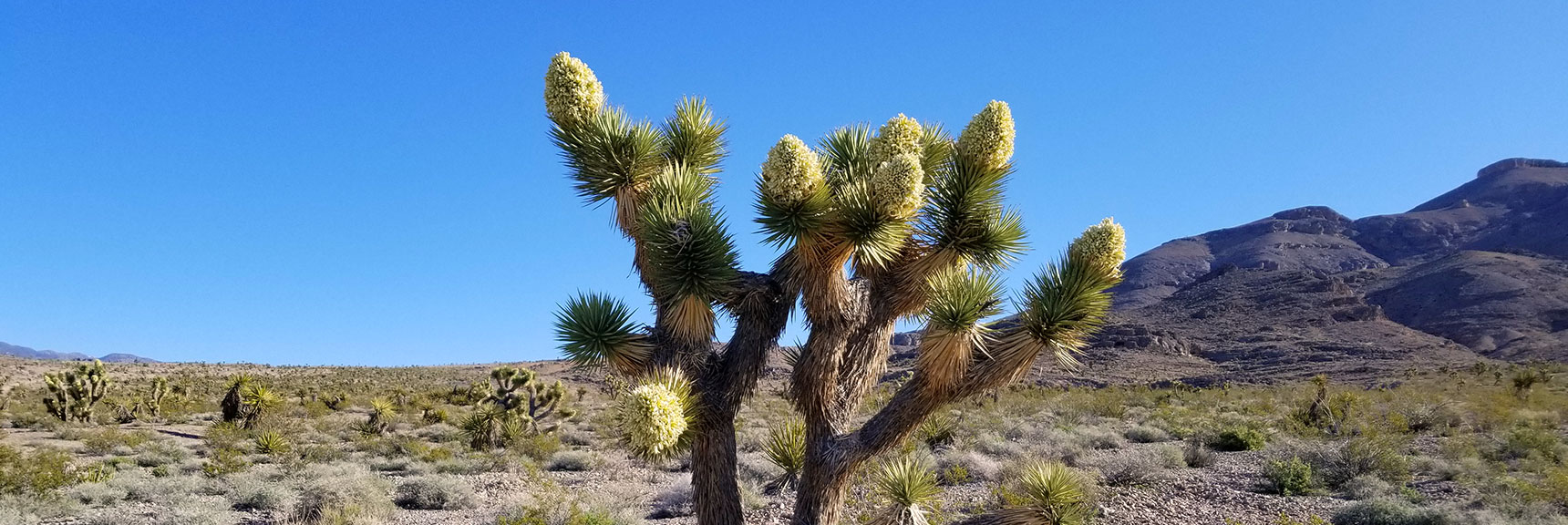 Joshua Tree West of Gass Peak, Nevada