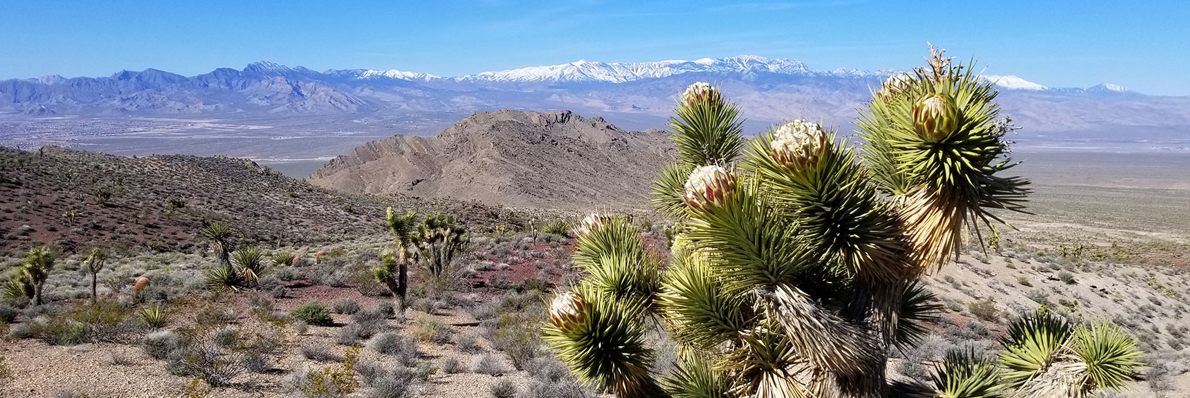 Joshua Tree West of Gass Peak, Nevada