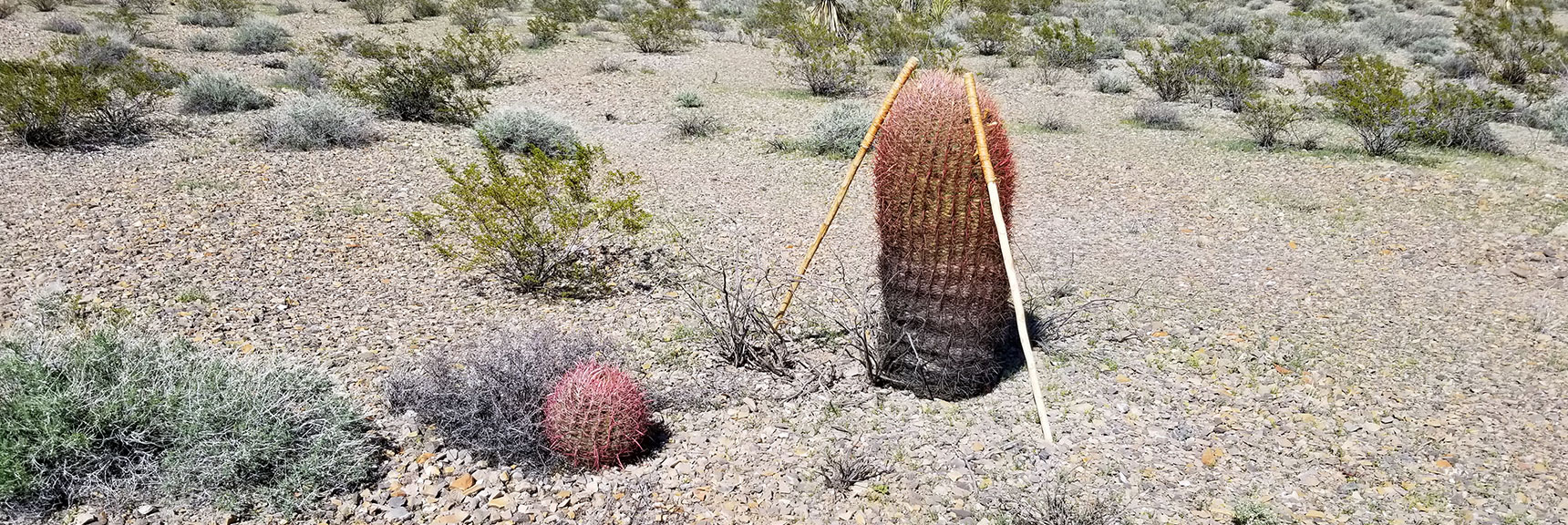 Huge Barrel Cactus South of Gass Peak, Nevada