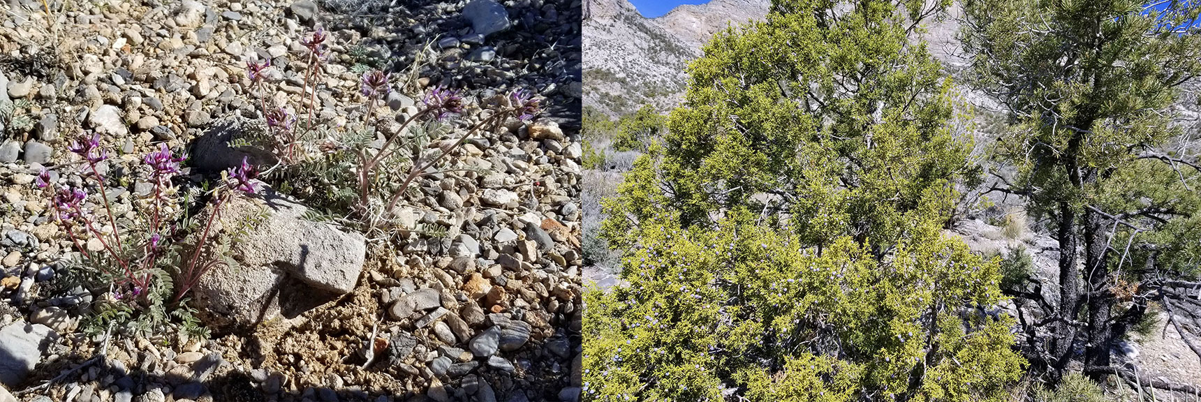 Pine, Juniper and Flower in Calico Basin, Nevada