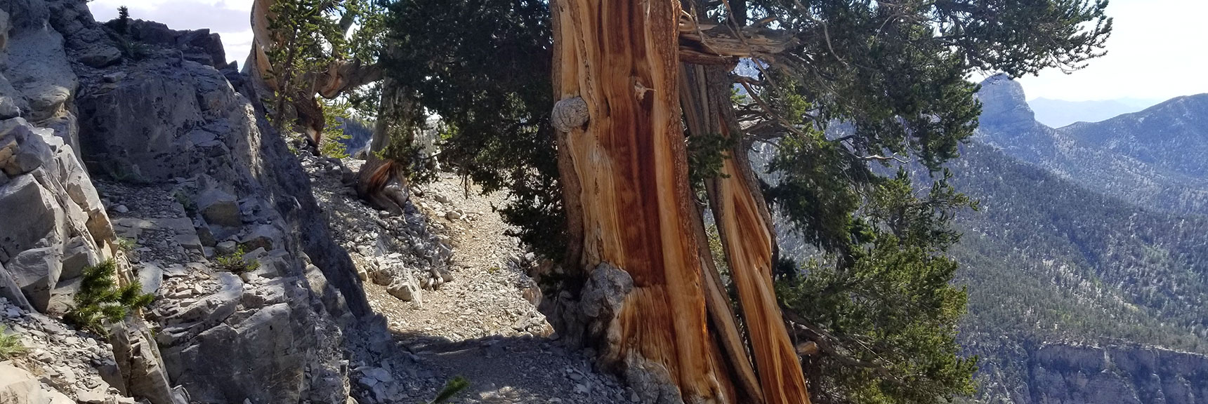 Beautiful Ancient Bristlecone Pines on North Loop Trail Below Charleston Peak