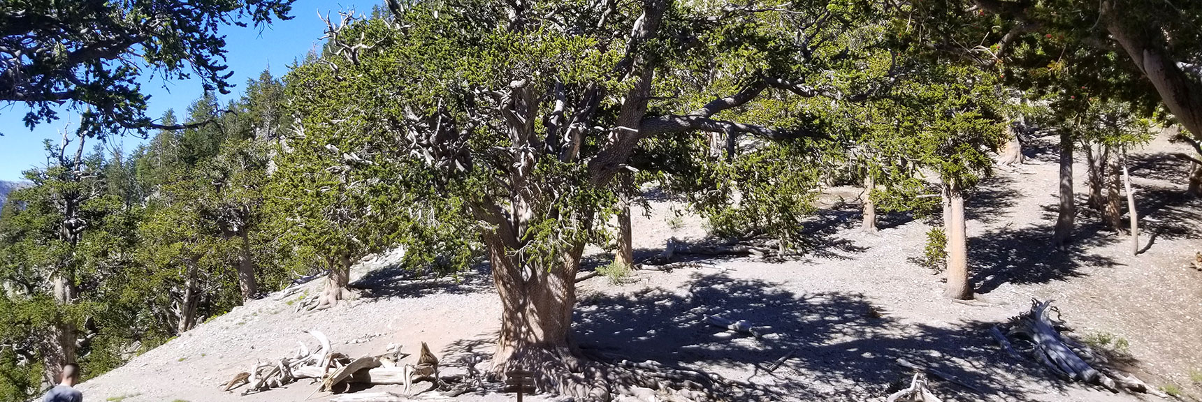 3000 Year-Old Rain Tree on North Loop Trail to Charleston Peak