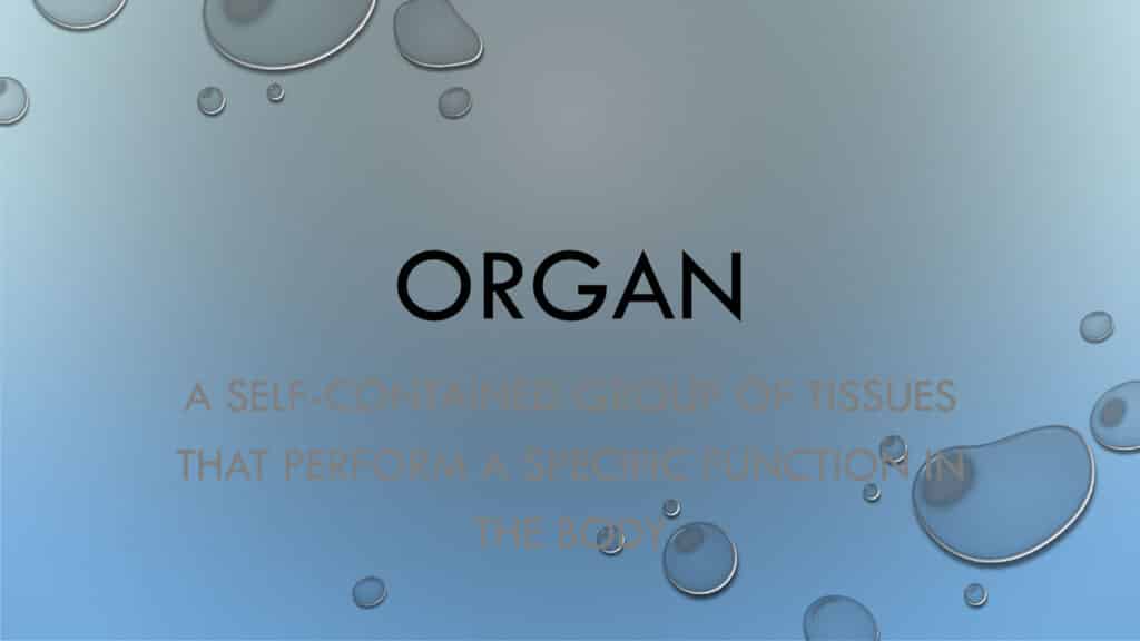 ORGAN A SELF-CONTAINED GROUP OF TISSUES THAT PERFORM A SPECIFIC FUNCTION IN THE BODY Gus Vargas, Owner of Structura Body Therapies in Las Vegas, Nevada