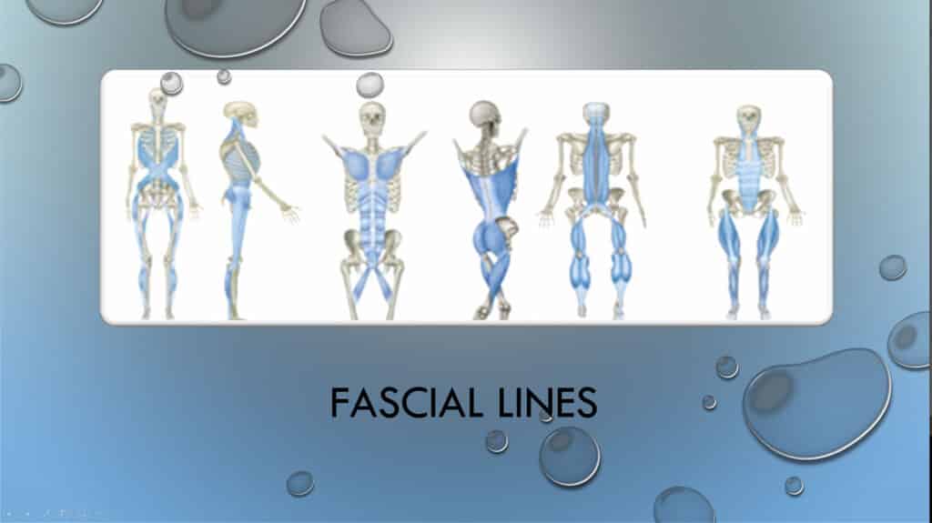FASCIAL LINES A STABLE 3D STRUCTURE CONSISTING OF MEMBERS UNDER TENSION Gus Vargas, Owner of Structura Body Therapies in Las Vegas, Nevada