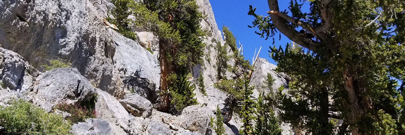 Looking Across At a Cliff Ledge to Climb on the Mummy Mt. East Approach in Mt. Charleston Wilderness, Nevada