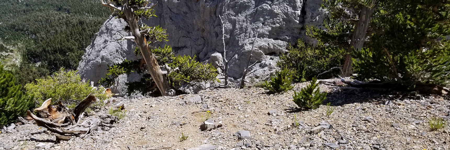 Looking Back at a 10ft Vertical Cliff Just Climbed Exposed to a Hundred Foot Drop in Mt. Charleston Wilderness, Nevada