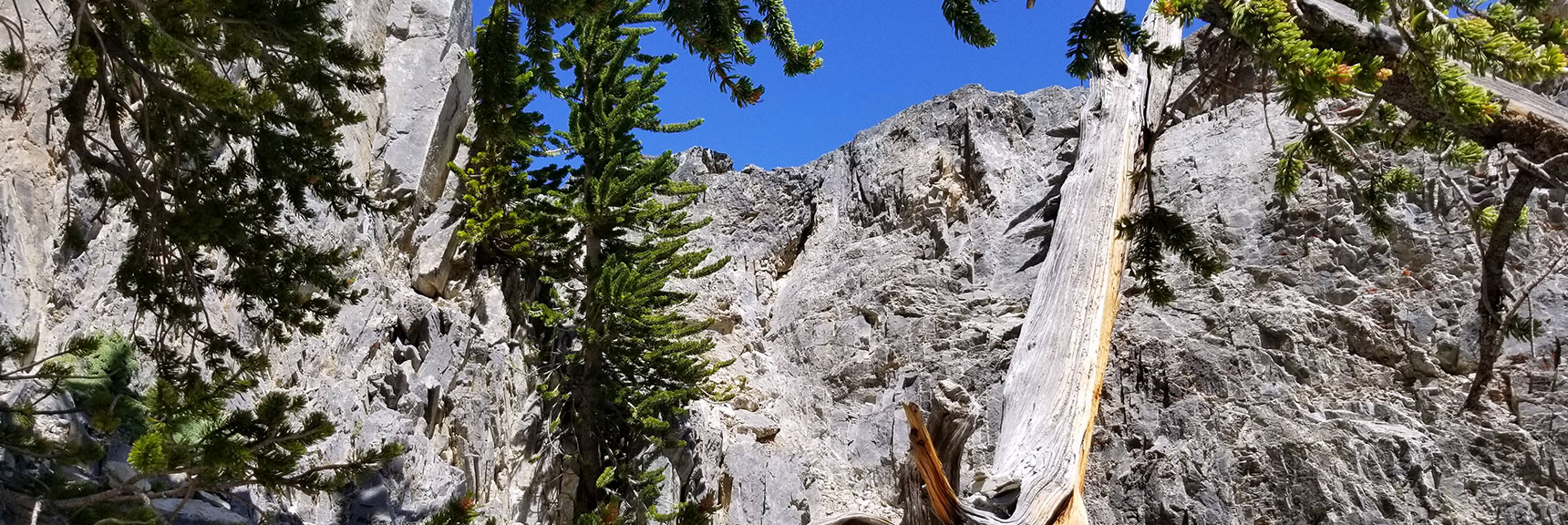Final Rise to the Mummy Mt. East Approach Ledge in Mt. Charleston Wilderness, Nevada